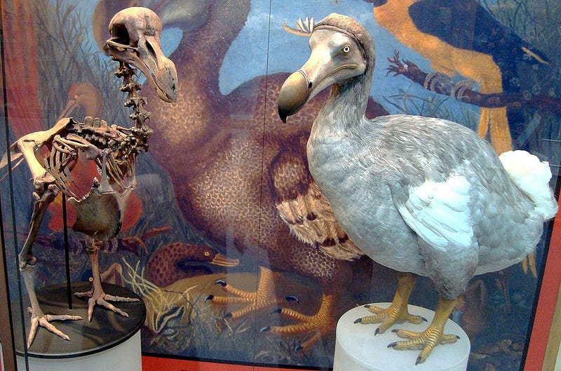 Image of a living relative of the dodo