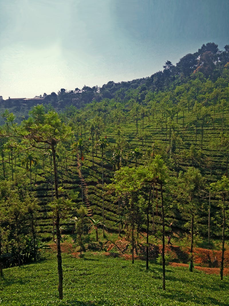 An ancient tea plantation nestled in a serene landscape.