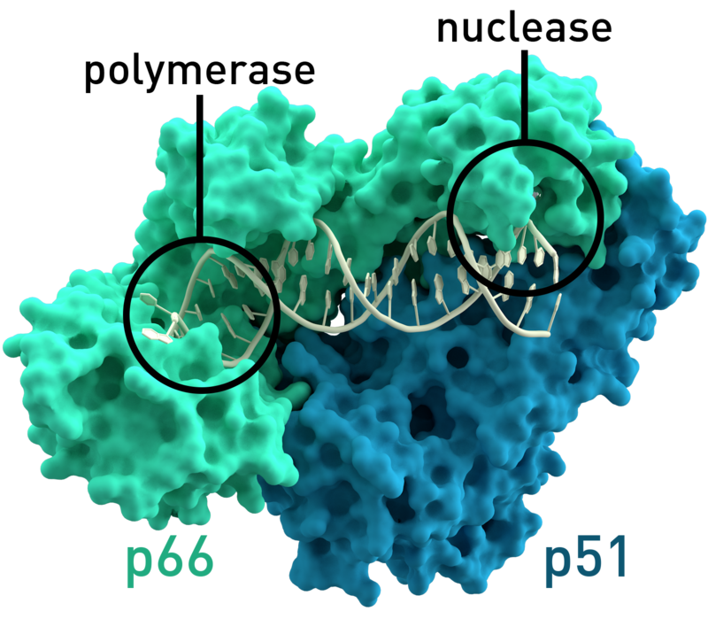 Diagram illustrating the role of reverse transcriptase