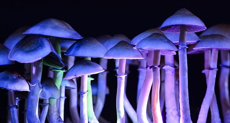 Brain imaging showing effects of psilocybin on brain integration