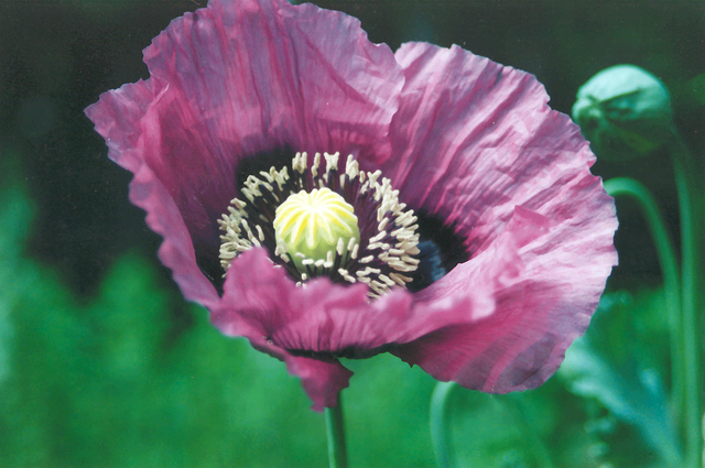 Opium poppy, historically significant in pain relief