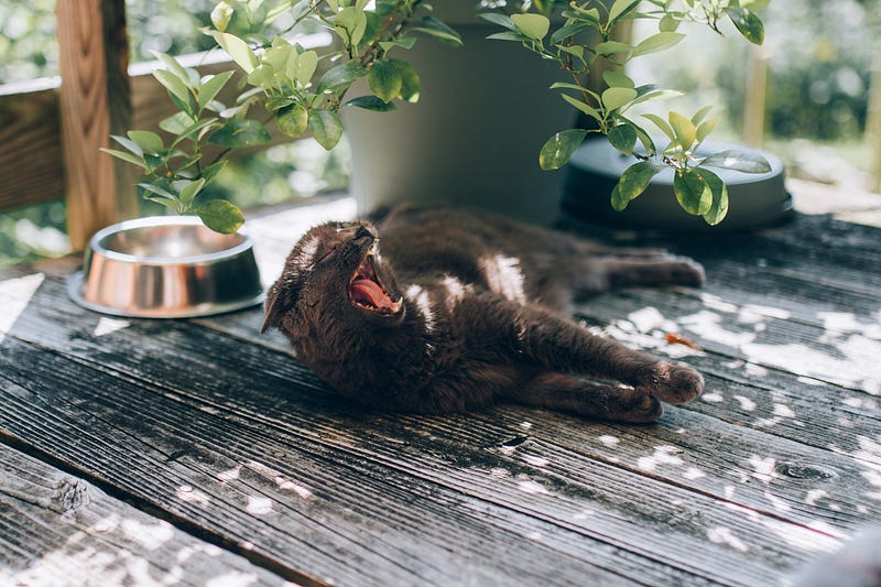 Cozy nap environment