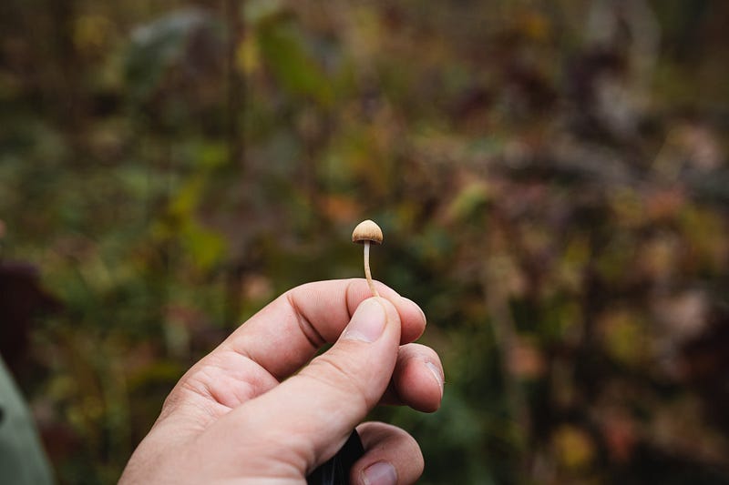 Psilocybin's potential in depression treatment