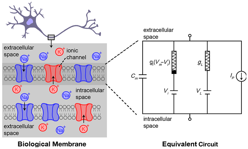 Neuron dynamics illustrated through the LIF model