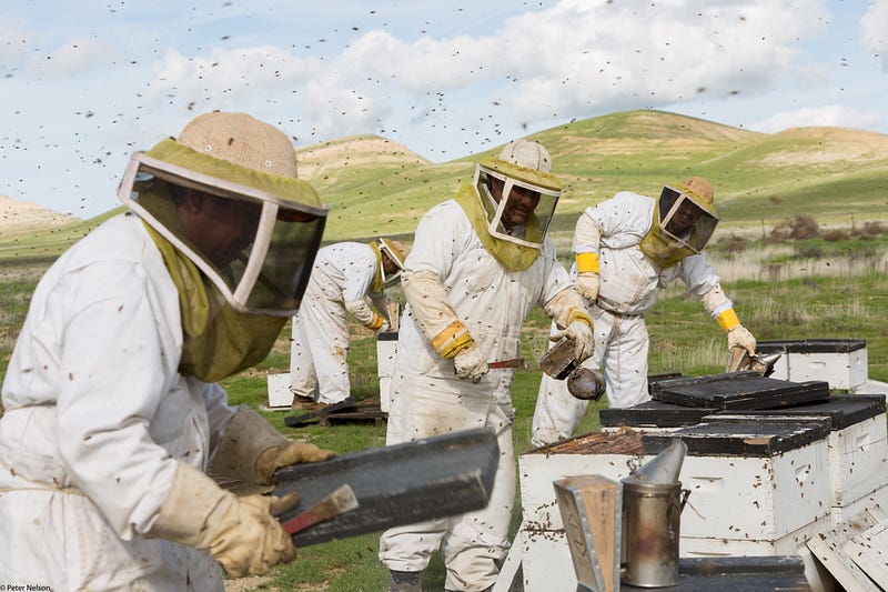 Cherry blossoms, a vital crop for honeybee pollination