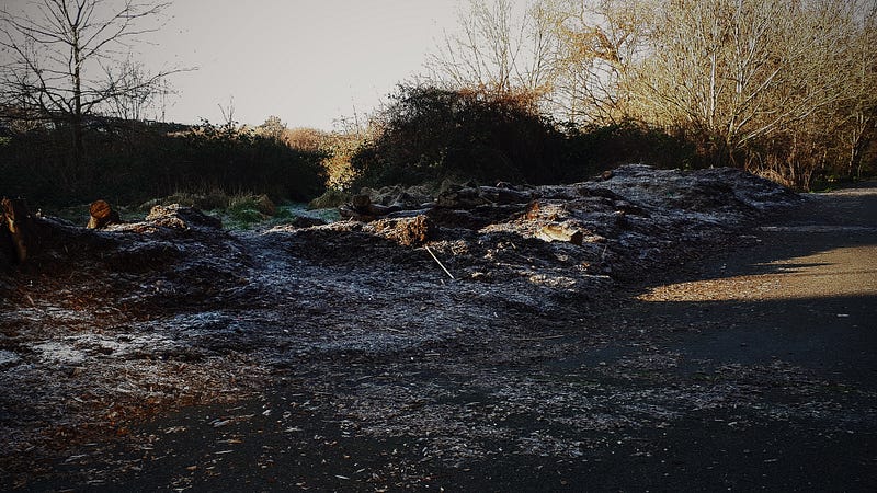 Frosty morning scene reminiscent of an impressionist painting.