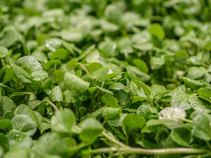 Watercress salad with various vegetables