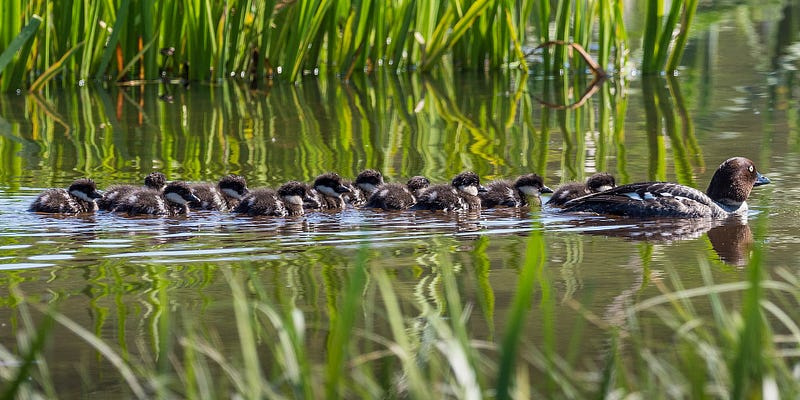 Female goldeneye with chicks in a park setting.