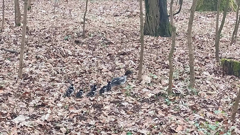 Goldeneye mother checking on her chicks.