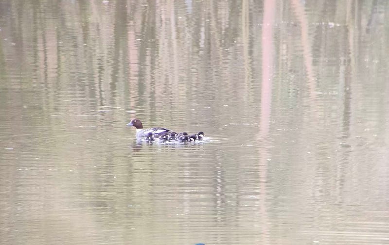 Goldeneye chicks swimming in the lake.