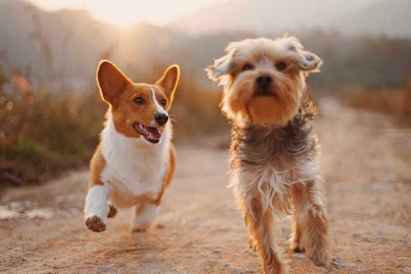 A dog using its keen sense of smell