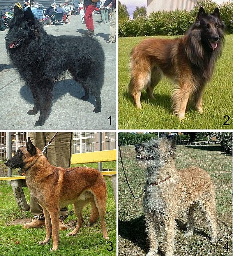 Belgian Shepherds, known for their strong sense of smell