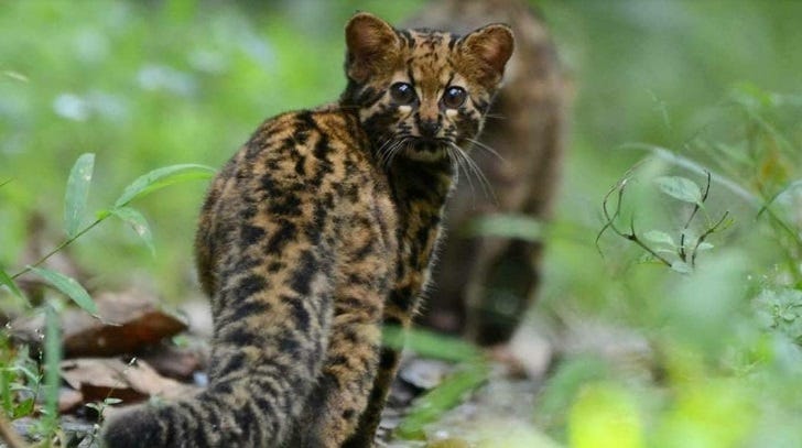 Close-up of the Marbled Cat's unique fur pattern