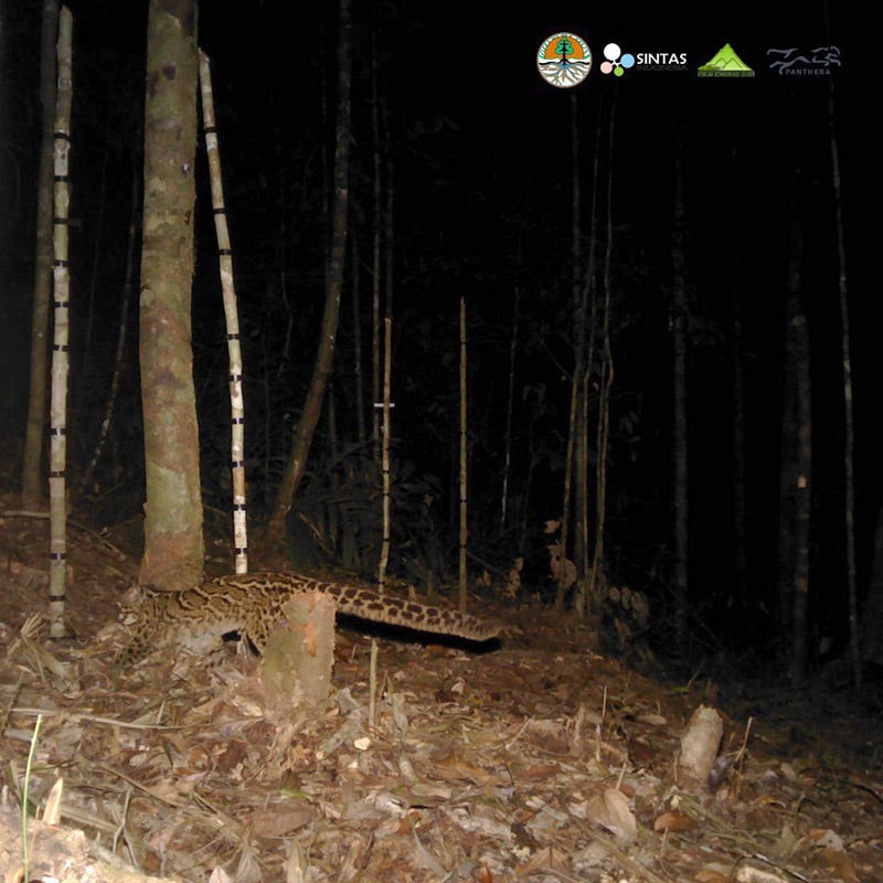 Marbled Cat hunting in the forest