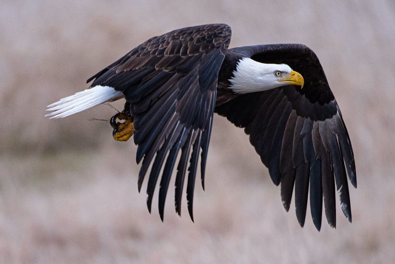 Bald Eagle Threats to Pets