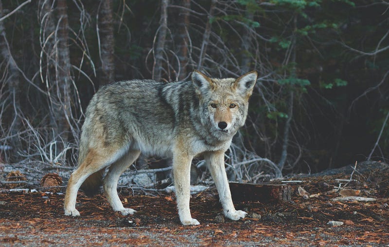 Coyote Threats to Pets