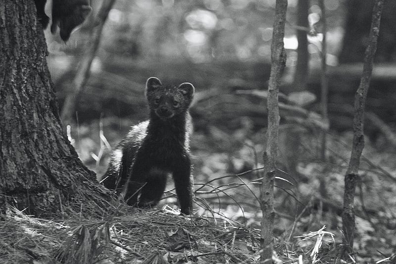 Fisher Cat Threats to Pets