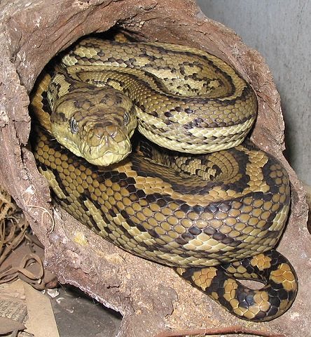 Python Threats to Pets