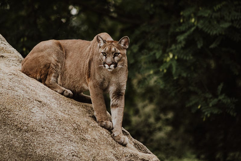 Cougar Threats to Pets