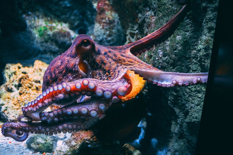 Octopus technology inspiration