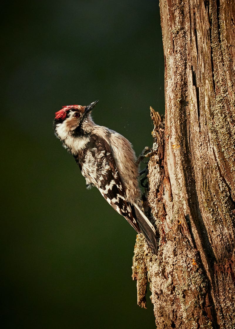 Woodpecker tapping on a tree