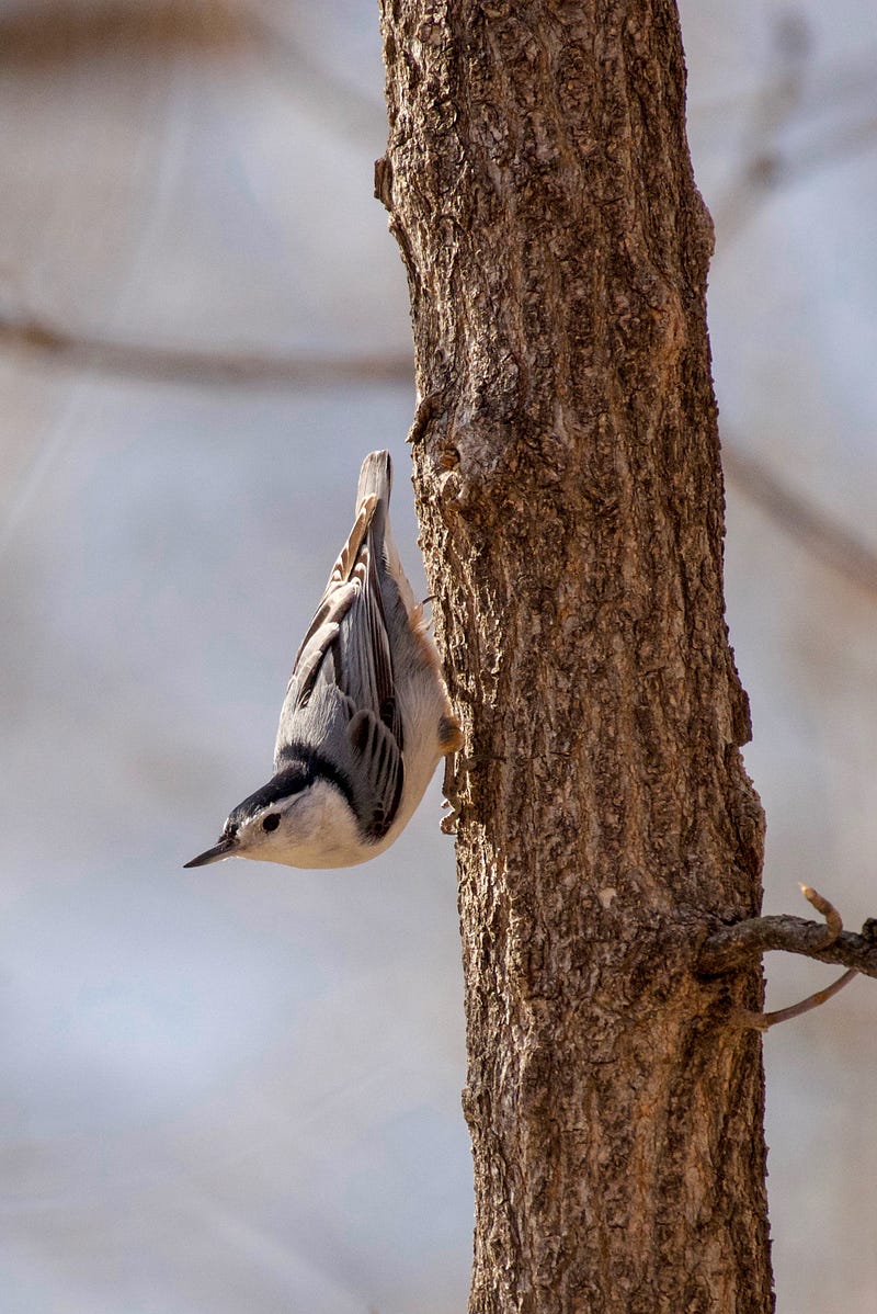 Brain activity in woodpeckers