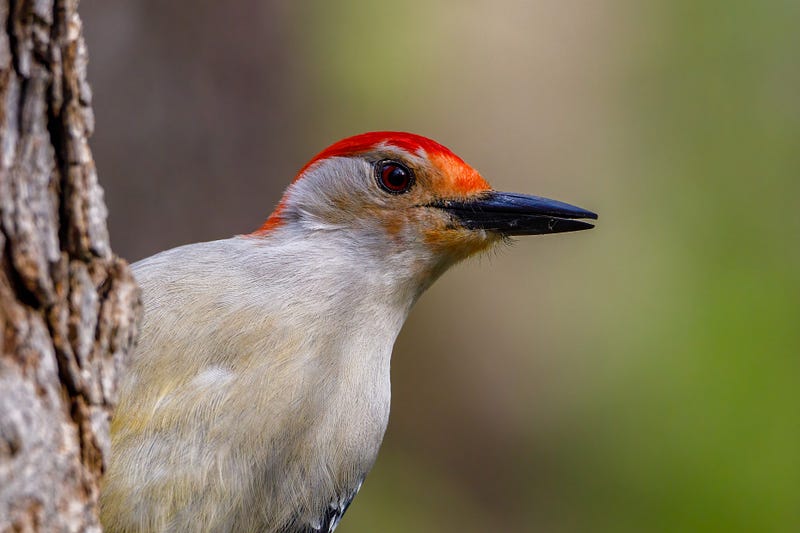 Woodpecker drumming on a tree