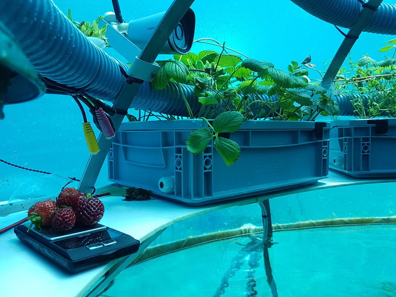 Nutritional benefits of underwater farming