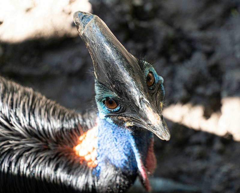 A cassowary displaying its powerful legs