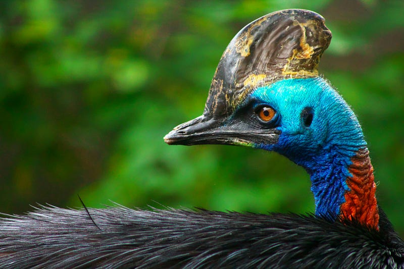 A cassowary in its natural habitat, highlighting conservation needs