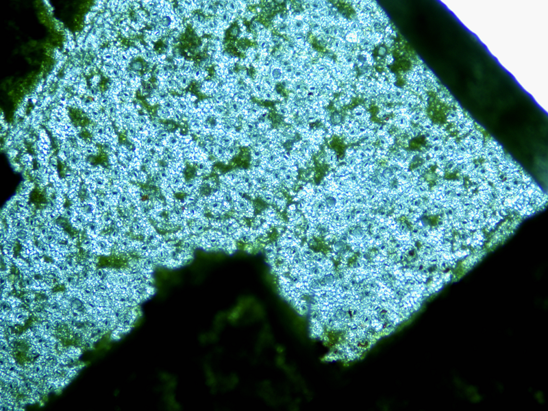 Close-up view of Ficus elastica leaf under a microscope