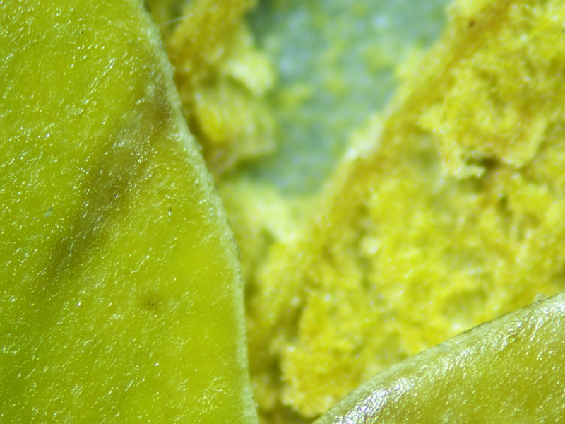 View of leaf surface showcasing small craters