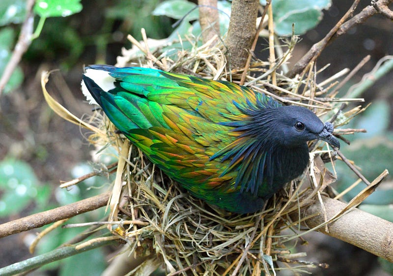 Nicobar pigeon perched on its nest