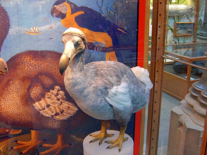 Model of the dodo's estimated appearance