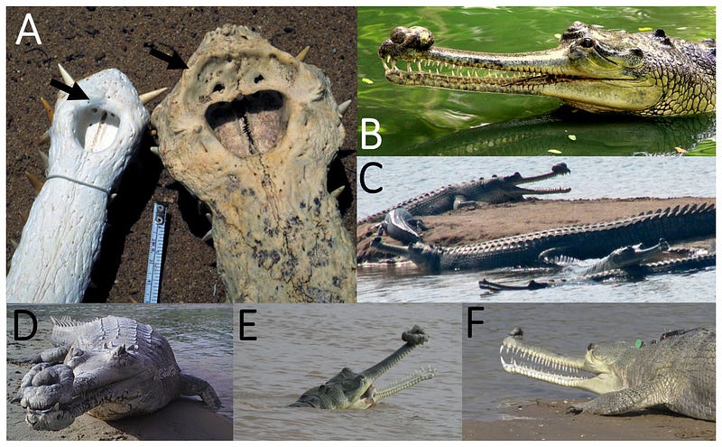 Gharial snouts illustrating sexual dimorphism