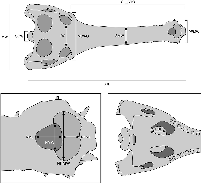 Measurements of gharial skulls used in the study