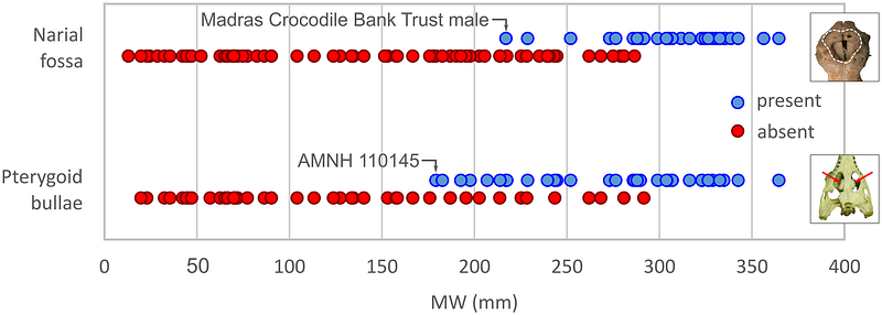 Distribution of gharial skull features