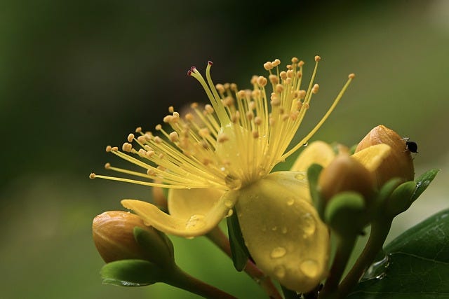 St. John's Wort, a traditional remedy for anxiety