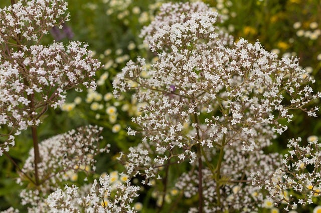 Valerian flowers, known for their calming effects