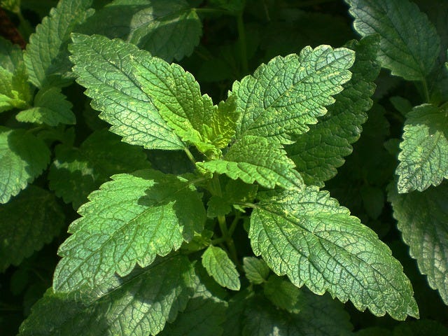 Lemon Balm, valued for its calming effects