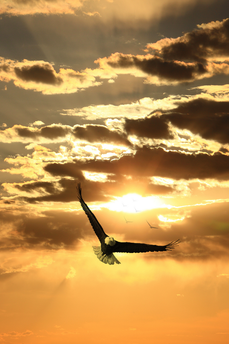 Eagle soaring high, representing strength and hope